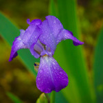 Purple Iris Picture