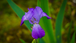 Purple Iris Picture